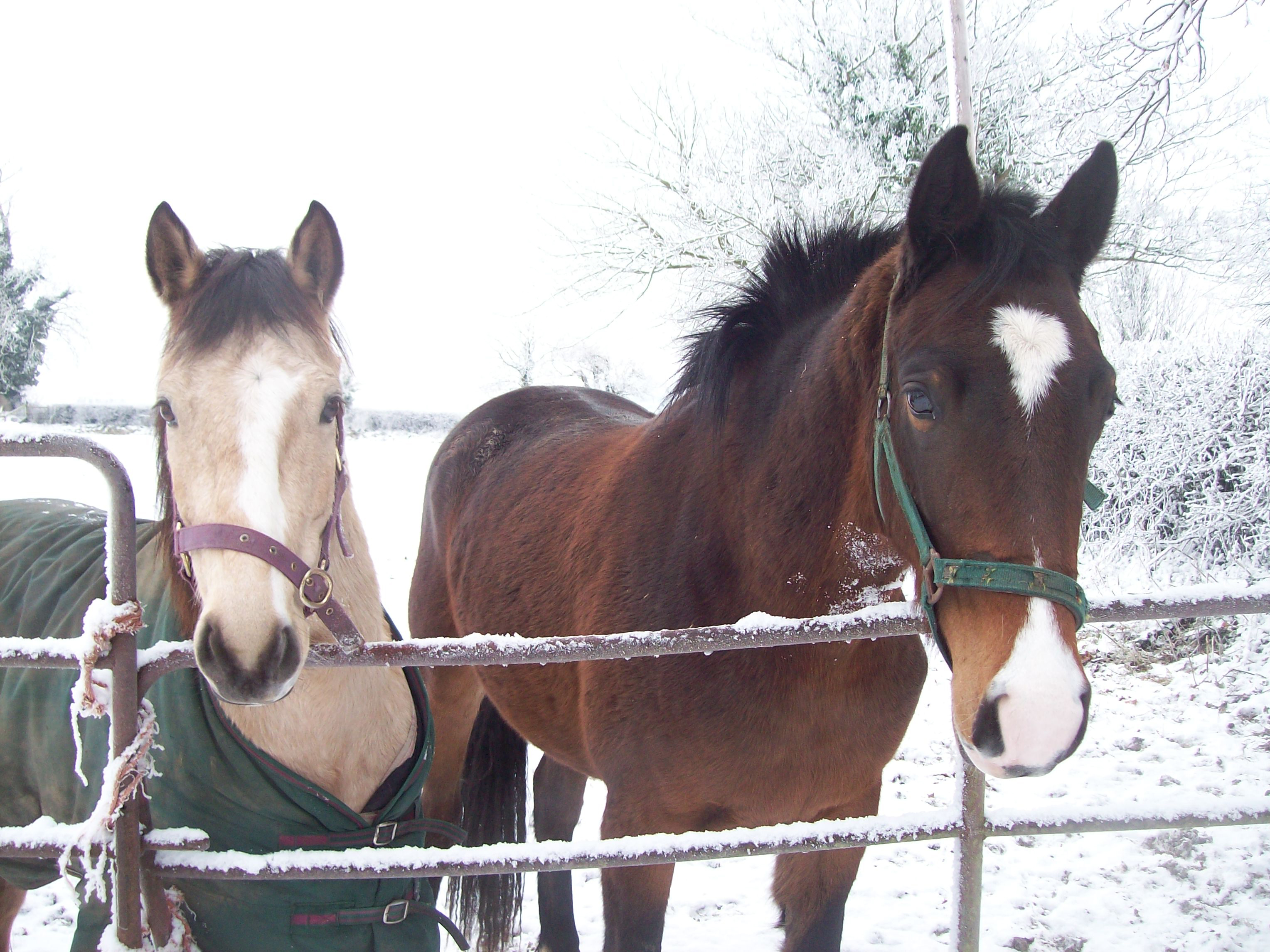 Kilkea Lodge Farm Livery & Stables, 
Castledermot, 
Co. Kildare,
Ireland